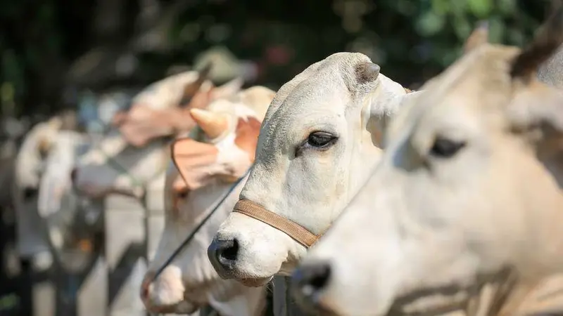 binatang kurban sehat